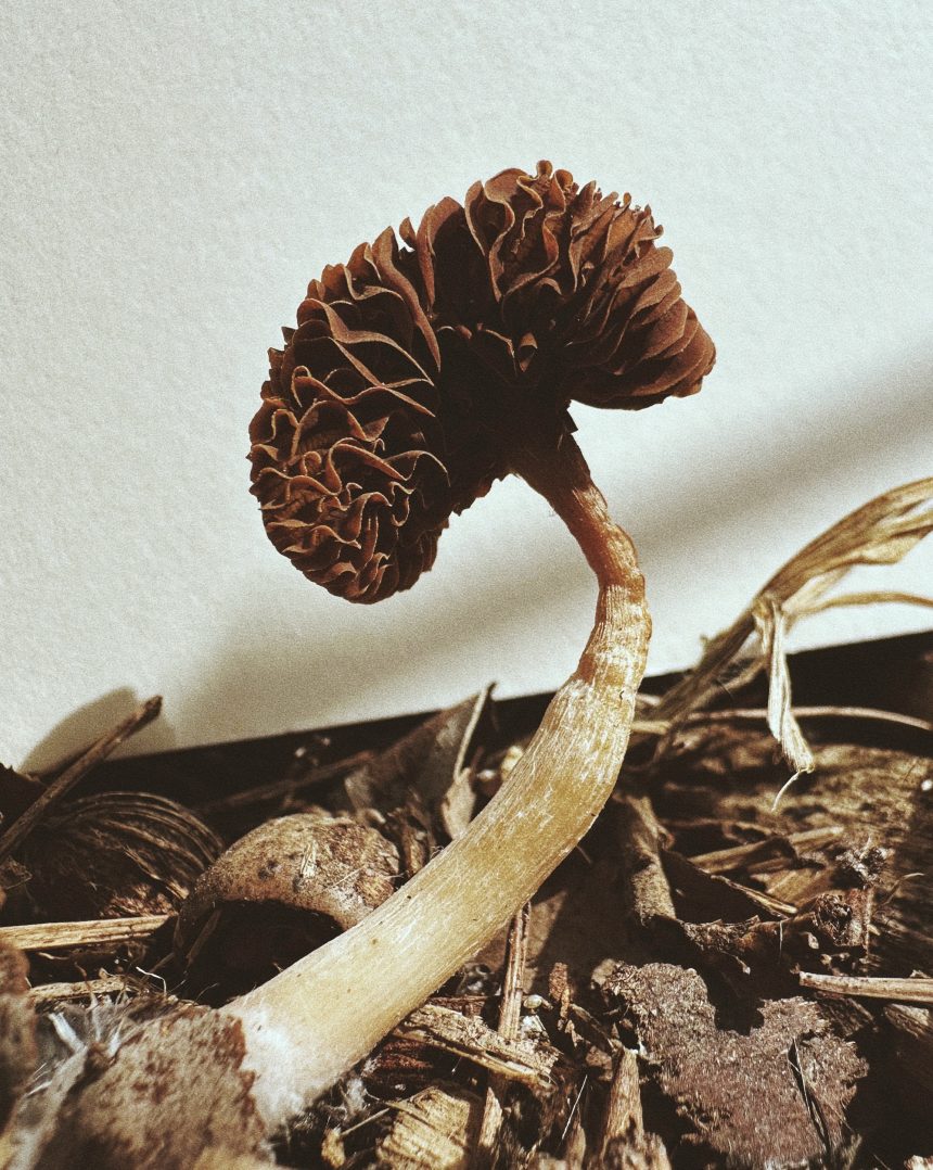 Ying Ang Zeroes In on the Fleshy Underbellies of Fungi in ‘Fruiting Bodies’ — Colossal