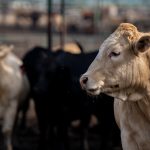 ‘Climate smart’ beef? After a lawsuit, Tyson agrees to drop the label.