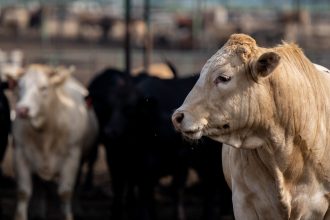 ‘Climate smart’ beef? After a lawsuit, Tyson agrees to drop the label.