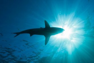 15 Million Years before the Megalodon, This Giant Ancient Shark Prowled the Oceans