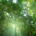 2025 State of the Climate Report: What You Need to Know and What You Can Do