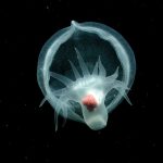 6 Otherworldly Deep-Sea Images from 2025