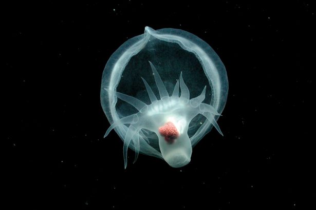 6 Otherworldly Deep-Sea Images from 2025