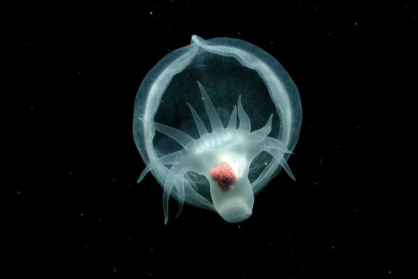 6 Otherworldly Deep-Sea Images from 2025
