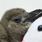 62,000 Penguins Starved to Death Off South Africa’s Coast Last Decade. Here’s Why. : ScienceAlert