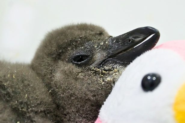 62,000 Penguins Starved to Death Off South Africa’s Coast Last Decade. Here’s Why. : ScienceAlert