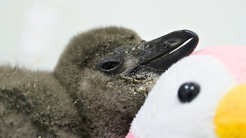 62,000 Penguins Starved to Death Off South Africa’s Coast Last Decade. Here’s Why. : ScienceAlert