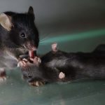 A spectacular showcase of animal pictures from 2025