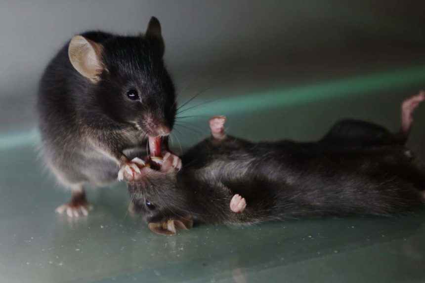 A spectacular showcase of animal pictures from 2025