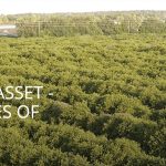 Alico Delivers Top-Down Beat – Quarterly Update Report