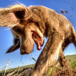 An Animal Expert Explains Why Your Dog Keeps Hiding Everything : ScienceAlert