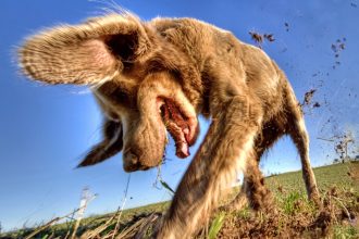 An Animal Expert Explains Why Your Dog Keeps Hiding Everything : ScienceAlert