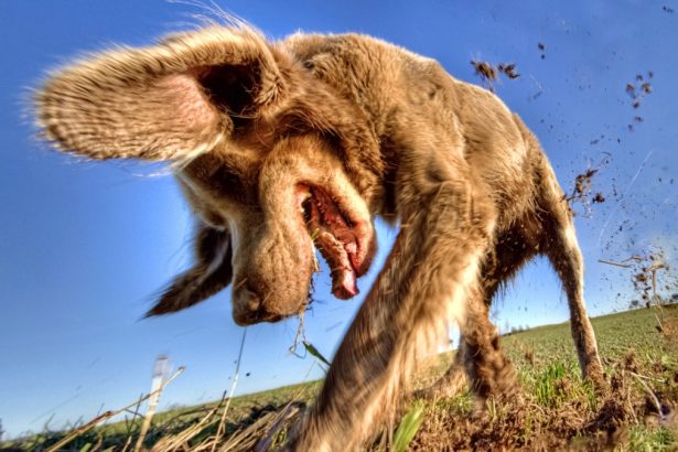 An Animal Expert Explains Why Your Dog Keeps Hiding Everything : ScienceAlert