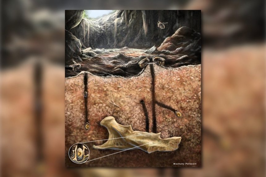 Ancient Bees Burrowed Inside Bones, Fossils Reveal