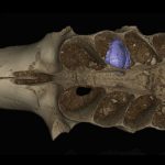 Ancient Caribbean Cave Reveals Bees That Lived Inside Bones : ScienceAlert