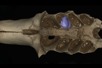 Ancient Caribbean Cave Reveals Bees That Lived Inside Bones : ScienceAlert