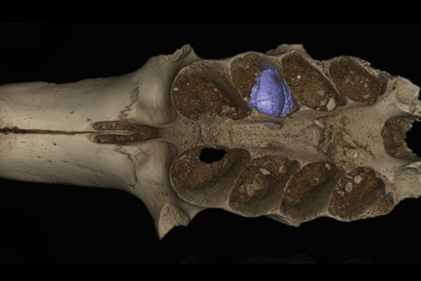 Ancient Caribbean Cave Reveals Bees That Lived Inside Bones : ScienceAlert
