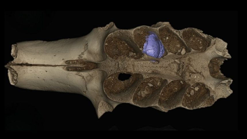 Ancient Caribbean Cave Reveals Bees That Lived Inside Bones : ScienceAlert