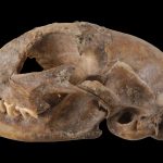 Ancient DNA rewrites the tale of when and how cats left Africa