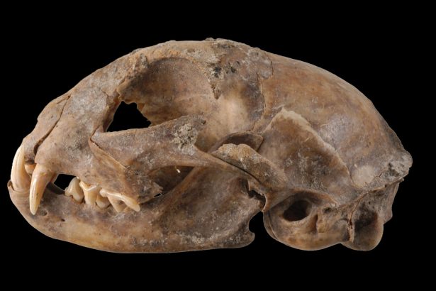 Ancient DNA rewrites the tale of when and how cats left Africa