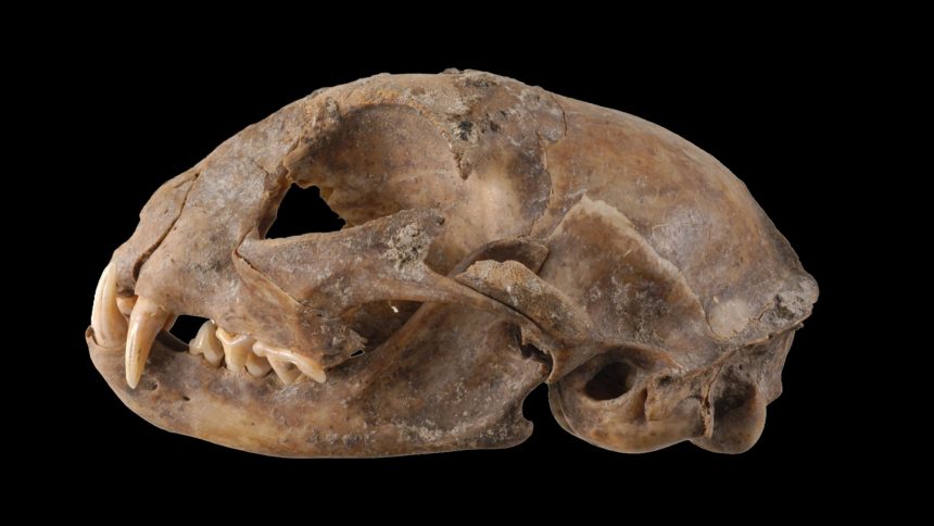 Ancient DNA rewrites the tale of when and how cats left Africa