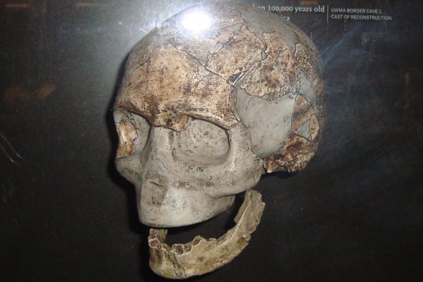 Ancient southern Africans took genetic evolution in a new direction