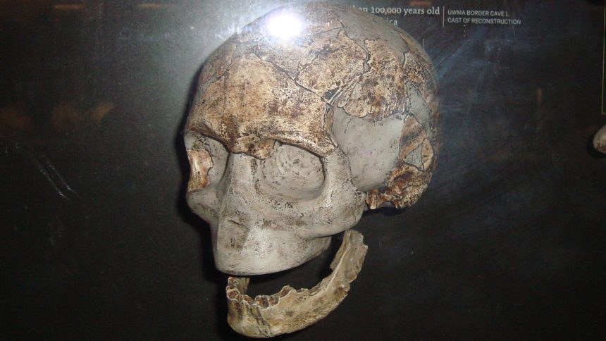 Ancient southern Africans took genetic evolution in a new direction