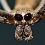 Award-Winning Photo Reveals Secret of Strange Spider’s ‘Shrink-Wrap’ Web : ScienceAlert