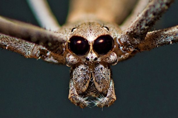 Award-Winning Photo Reveals Secret of Strange Spider’s ‘Shrink-Wrap’ Web : ScienceAlert