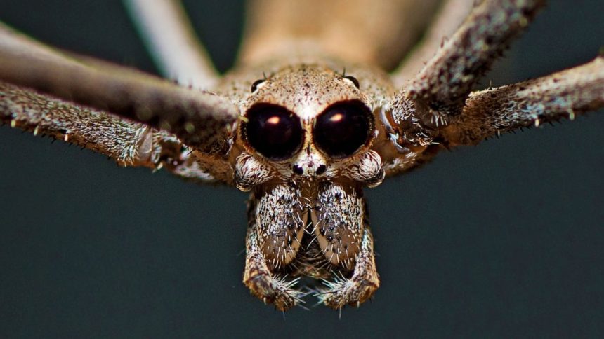 Award-Winning Photo Reveals Secret of Strange Spider’s ‘Shrink-Wrap’ Web : ScienceAlert