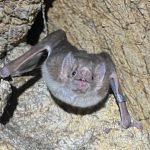 Bats might be the next bird flu wild card