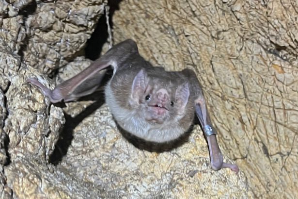 Bats might be the next bird flu wild card
