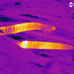 Before Flowers Existed, Ancient Cycad Plants Lured Insects with Heat