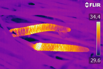 Before Flowers Existed, Ancient Cycad Plants Lured Insects with Heat