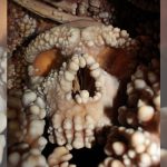 Big Neandertal noses weren’t made for cold