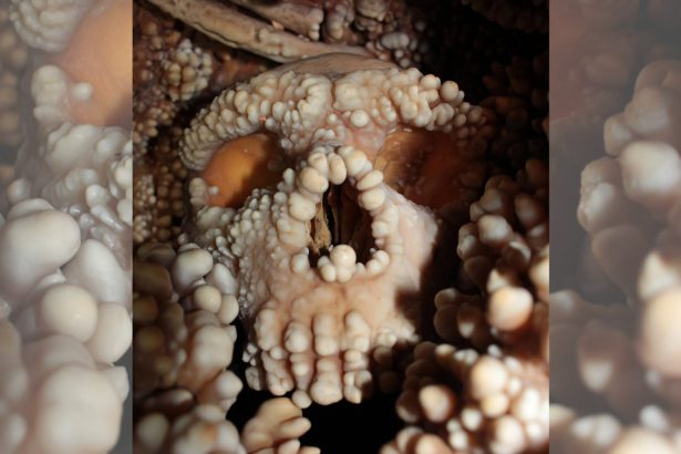 Big Neandertal noses weren’t made for cold