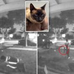 California Amazon driver steals cat during delivery