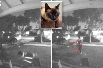 California Amazon driver steals cat during delivery