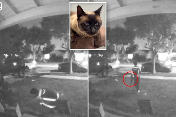 California Amazon driver steals cat during delivery