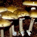California Officials Warn Against Foraging Wild Mushrooms After Deadly Poisoning Outbreak