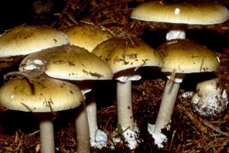 California Officials Warn Against Foraging Wild Mushrooms After Deadly Poisoning Outbreak