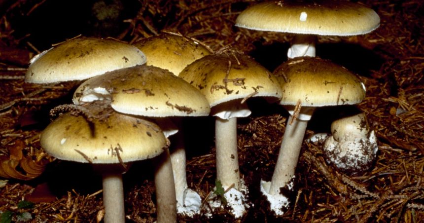 California Officials Warn Against Foraging Wild Mushrooms After Deadly Poisoning Outbreak