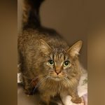 Cat lost during Hurricane Helene miraculously reunited with family after 443 days