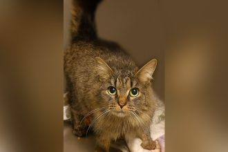 Cat lost during Hurricane Helene miraculously reunited with family after 443 days