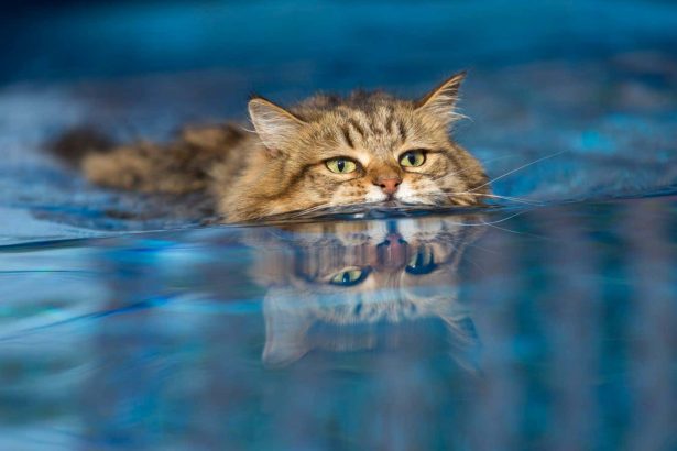 Cats can overcome fear of water to benefit from aquatic therapy