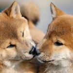 Celebrities Are Now Cloning Their Pets, But Experts Warn of Hidden Risks : ScienceAlert