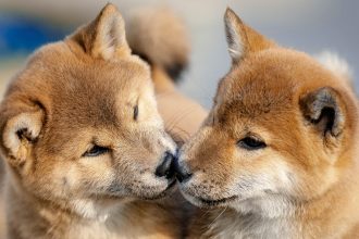 Celebrities Are Now Cloning Their Pets, But Experts Warn of Hidden Risks : ScienceAlert