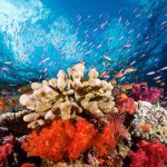 Coral reefs have fuelled severe global warming in Earth’s past