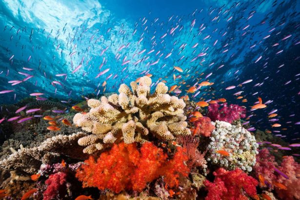 Coral reefs have fuelled severe global warming in Earth’s past