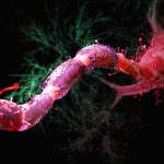 Cutting Calories by 30% May Be Enough to Shield Brain Against Aging : ScienceAlert